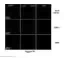 Fig. 79 - METHODS FOR ISOLATING VERY SMALL EMBRYONIC-LIKE (VSEL) STEM CELLS