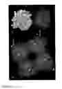 Fig. 04 - ENZYME-BASED NANOSCALE DECONTAMINATING COMPOSITES