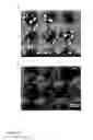 Fig. 15 - ENZYME-BASED NANOSCALE DECONTAMINATING COMPOSITES