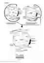 Fig. 12 - Identification of antigen or ligand-specific binding proteins
