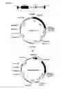 Fig. 21 - Identification of antigen or ligand-specific binding proteins