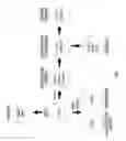Fig. 02 - PREPRIMITIVE STREAK AND MESENDODERM CELLS
