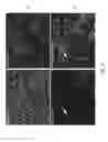 Fig. 11 - PREPRIMITIVE STREAK AND MESENDODERM CELLS