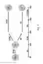 Fig. 12 - PREPRIMITIVE STREAK AND MESENDODERM CELLS