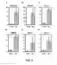 Fig. 13 - PREPRIMITIVE STREAK AND MESENDODERM CELLS