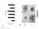 Fig. 09 - Small molecules supporting pluripotent cell growth and methods thereof