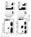 Fig. 16 - Structurally designed shRNAs