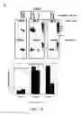 Fig. 17 - Structurally designed shRNAs