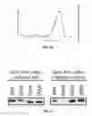 Fig. 11 - EFFICIENT INDUCTION OF PLURIPOTENT STEM CELLS USING SMALL MOLECULE COMPOUNDS