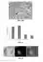 Fig. 13 - EFFICIENT INDUCTION OF PLURIPOTENT STEM CELLS USING SMALL MOLECULE COMPOUNDS