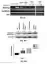 Fig. 17 - EFFICIENT INDUCTION OF PLURIPOTENT STEM CELLS USING SMALL MOLECULE COMPOUNDS