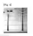 Fig. 03 - INK-JET INK FOR ORGANIC ELECTROLUMINESCENT DEVICES AND METHOD FOR PRODUCING ORGANIC ELECTROLUMINESCENT DEVICES