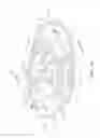Fig. 13 - Golf club head with variable face thickness