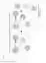 Fig. 26 - Multiplex Nucleic Acid Detection
