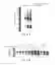 Fig. 22 - Multiplexed olfactory receptor-based microsurface plasmon polariton detector