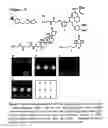 Fig. 11 - SMALL MOLECULE PRINTING