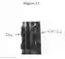 Fig. 22 - Method for detecting transcription factor-protein interactions