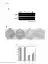 Fig. 08 - Method of diagnosing esophageal cancer