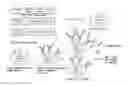 Fig. 01 - Surface display of whole antibodies in eukaryotes