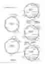 Fig. 05 - Surface display of whole antibodies in eukaryotes