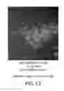 Fig. 15 - Surface display of whole antibodies in eukaryotes