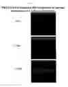 Fig. 27 - Apparatus for assay, synthesis and storage, and methods of manufacture, use, and manipulation thereof