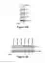 Fig. 12 - Compositions and methods for diagnosis and prognosis of cancer and progression, and for screening anti-cancer agents