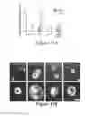 Fig. 23 - Compositions and methods for diagnosis and prognosis of cancer and progression, and for screening anti-cancer agents