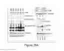 Fig. 42 - Compositions and methods for diagnosis and prognosis of cancer and progression, and for screening anti-cancer agents