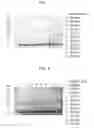 Fig. 08 - Protein scaffold library based on kringle domain structure and uses thereof