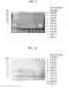 Fig. 09 - Protein scaffold library based on kringle domain structure and uses thereof