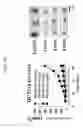 Fig. 33 - Protein scaffold library based on kringle domain structure and uses thereof