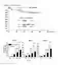 Fig. 04 - Cancer antigen eEF2