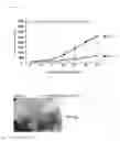 Fig. 08 - Cancer antigen eEF2