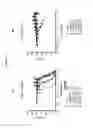 Fig. 12 - Polypeptides that Bind TRAIL-R1 and TRAIL-R2
