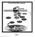 Fig. 02 - METHOD AND COMPOSITION FOR MODULATING CANONICAL WNT PATHWAY USING FOLATE AND INOSITOL