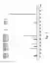 Fig. 04 - Compounds and method for inhibiting the activity of gelatinase and collagenase