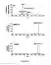Fig. 06 - Hsp90 inhibitors with modified toxicity