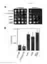 Fig. 03 - METHODS AND COMPOSITIONS FOR EXTENDING THE LIFE SPAN AND INCREASING THE STRESS RESISTANCE OF CELLS AND ORGANISMS
