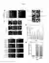Fig. 04 - METHODS AND COMPOSITIONS FOR EXTENDING THE LIFE SPAN AND INCREASING THE STRESS RESISTANCE OF CELLS AND ORGANISMS