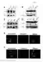 Fig. 05 - METHODS AND COMPOSITIONS FOR EXTENDING THE LIFE SPAN AND INCREASING THE STRESS RESISTANCE OF CELLS AND ORGANISMS