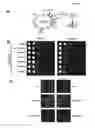 Fig. 06 - METHODS AND COMPOSITIONS FOR EXTENDING THE LIFE SPAN AND INCREASING THE STRESS RESISTANCE OF CELLS AND ORGANISMS