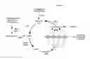 Fig. 07 - METHODS AND COMPOSITIONS FOR EXTENDING THE LIFE SPAN AND INCREASING THE STRESS RESISTANCE OF CELLS AND ORGANISMS