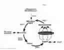 Fig. 08 - METHODS AND COMPOSITIONS FOR EXTENDING THE LIFE SPAN AND INCREASING THE STRESS RESISTANCE OF CELLS AND ORGANISMS