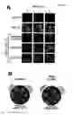Fig. 09 - METHODS AND COMPOSITIONS FOR EXTENDING THE LIFE SPAN AND INCREASING THE STRESS RESISTANCE OF CELLS AND ORGANISMS