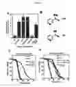 Fig. 10 - METHODS AND COMPOSITIONS FOR EXTENDING THE LIFE SPAN AND INCREASING THE STRESS RESISTANCE OF CELLS AND ORGANISMS