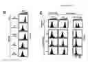 Fig. 12 - METHODS AND COMPOSITIONS FOR EXTENDING THE LIFE SPAN AND INCREASING THE STRESS RESISTANCE OF CELLS AND ORGANISMS