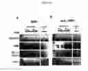 Fig. 14 - METHODS AND COMPOSITIONS FOR EXTENDING THE LIFE SPAN AND INCREASING THE STRESS RESISTANCE OF CELLS AND ORGANISMS