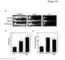 Fig. 21 - METHODS AND COMPOSITIONS FOR EXTENDING THE LIFE SPAN AND INCREASING THE STRESS RESISTANCE OF CELLS AND ORGANISMS