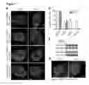 Fig. 03 - METHOD OF TREATING CANCER